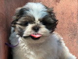 5 chiots Shih Tzu LOF disponibles