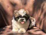 5 chiots Shih Tzu LOF disponibles