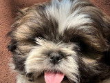5 chiots Shih Tzu LOF disponibles