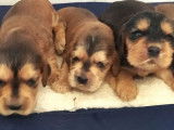 6 chiots Cockers Spaniels Anglais LOF à réserver