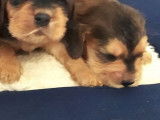 6 chiots Cockers Spaniels Anglais LOF à réserver