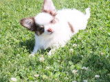 Chiot mâle Chihuahua LOF chocolat et blanc à vendre
