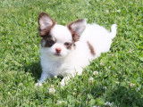Chiot mâle Chihuahua LOF chocolat et blanc à vendre