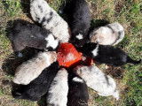 Des chiots Bergers Australiens LOF à réserver