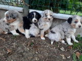 Des chiots Bergers Australiens LOF à réserver