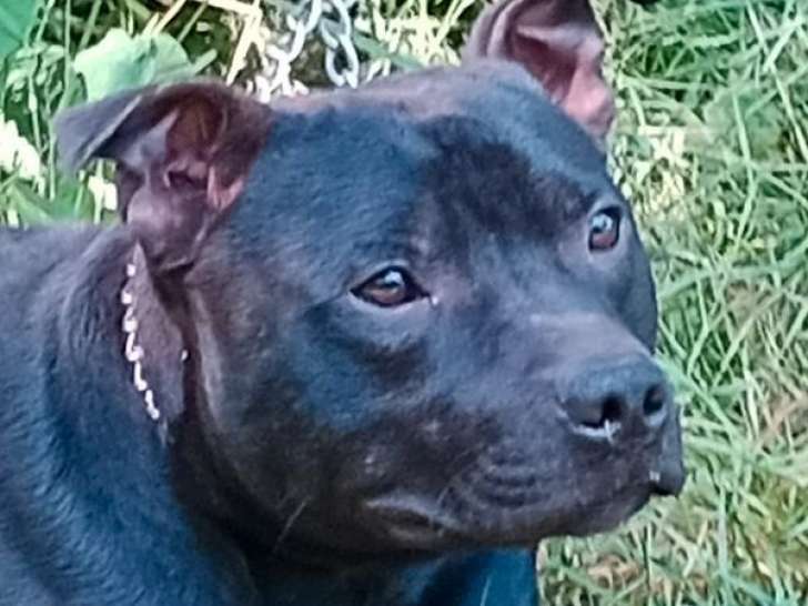 Chien Staffordshire Bull Terrier noir bringé LOF à vendre