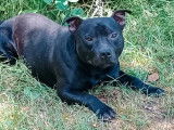Chien Staffordshire Bull Terrier noir bringé LOF à vendre