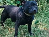 Chien Staffordshire Bull Terrier noir bringé LOF à vendre