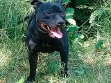 Chien Staffordshire Bull Terrier noir bringé LOF à vendre