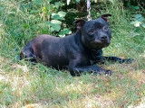 Chien Staffordshire Bull Terrier noir bringé LOF à vendre
