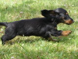 4 chiots Teckels Nains disponibles
