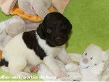 8 chiots Petit Münsterländer LOF à réserver