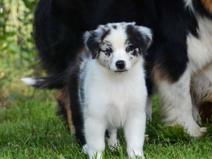 3 chiots Bergers Australiens tricolores disponibles