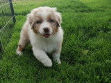 Chiot femelle Berger Australien rouge merle LOF disponible