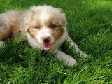 Chiot femelle Berger Australien rouge merle LOF disponible