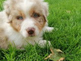 Chiot femelle Berger Australien rouge merle LOF disponible