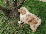 Chiot femelle Berger Australien rouge merle LOF disponible