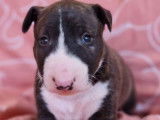 Chiot femelle Bull Terrier Miniature bring&eacute; et blanc LOF &agrave; r&eacute;server