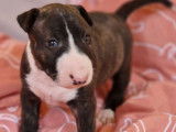 Chiot femelle Bull Terrier Miniature bring&eacute; et blanc LOF &agrave; r&eacute;server