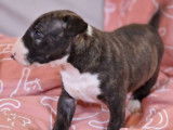 Chiot femelle Bull Terrier Miniature bring&eacute; et blanc LOF &agrave; r&eacute;server