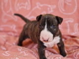 Chiot femelle Bull Terrier Miniature bring&eacute; et blanc LOF &agrave; r&eacute;server