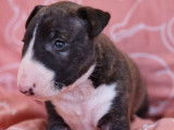 Chiot femelle Bull Terrier Miniature bring&eacute; et blanc LOF &agrave; r&eacute;server