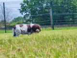 Des chiots Griffons Korthals LOF à vendre
