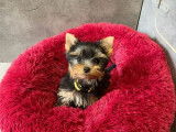 Chiot femelle Yorkshire Terrier LOF disponible