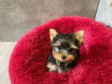 Chiot femelle Yorkshire Terrier LOF disponible