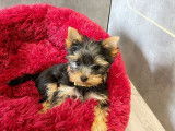 Chiot femelle Yorkshire Terrier LOF disponible