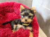 Chiot femelle Yorkshire Terrier LOF disponible