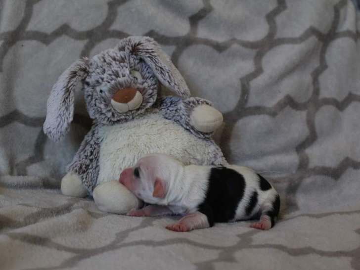 Chiots Terrier Tibétain à vendre