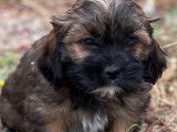 Chiots Lhassa Apso non LOF à vendre