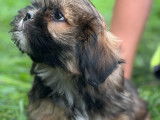 Chiots Lhassa Apso non LOF à vendre