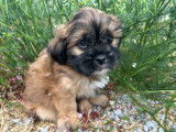 Chiots Lhassa Apso non LOF à vendre