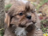 Chiots Lhassa Apso non LOF à vendre