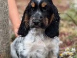Chiots Cocker Anglais &agrave; vendre