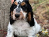 Chiots Cocker Anglais &agrave; vendre