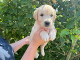 Chiots Golden Retriever LOF à vendre