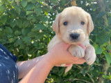 Chiots Golden Retriever LOF à vendre