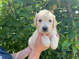 Chiots Golden Retriever LOF à vendre