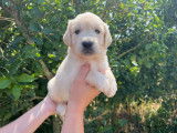Chiots Golden Retriever LOF à vendre