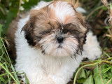 Chiots Shih Tzu LOF à vendre