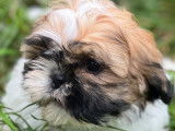 Chiots Shih Tzu LOF à vendre