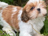 Chiots Shih Tzu LOF à vendre
