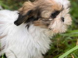 Chiots Shih Tzu LOF à vendre