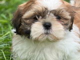 Chiots Shih Tzu LOF à vendre