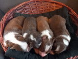 Dynamiques chiots Bergers Australiens non LOSH disponibles en ao&ucirc;t