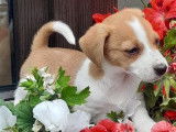 Ravissants chiots Jack Russel non LOSH disponibles en juillet 2023 : 5 femelles et 1 mâle