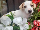 Ravissants chiots Jack Russel non LOSH disponibles en juillet 2023 : 5 femelles et 1 mâle
